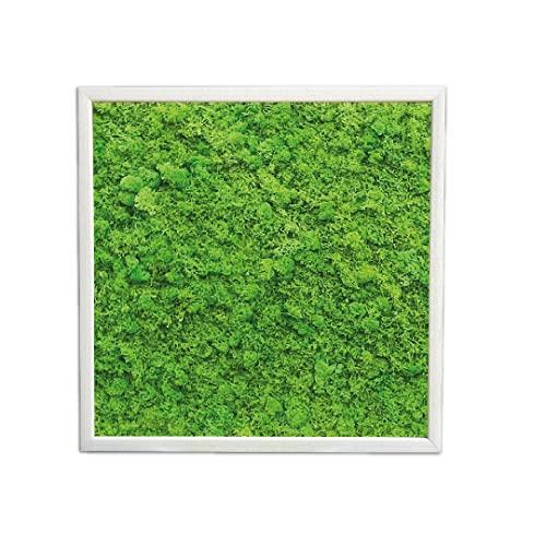 Quadro di Muschio Stabilizzato, Quadro Vegetale 100% Naturale senza Manutenzione (70x70, Verde Prato)