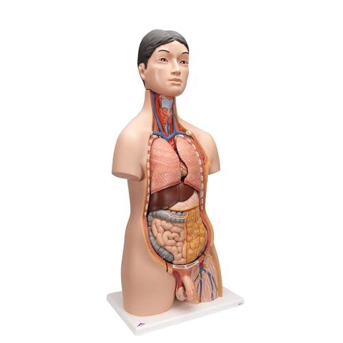 3B Scientific B32/4 Torso Bisessuato Giapponese, in 18 Parti + software gratuito di anatomia - 3B Smart Anatomy