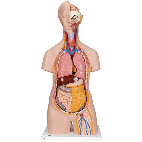 3B Scientific B13 Torso Classic, senza Sesso, in 14 Parti + software gratuito di anatomia - 3B Smart Anatomy