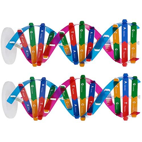 CIYODO 2pezzi Dna Doppia Strumento Educativo Scientifico Autoassemblante Giocattolo Montaggio Per Ragazzo e Studenti