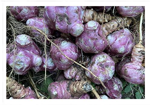 Topinambur (tuberi) - 1 conf. da 2 kg - Nostra Produzione