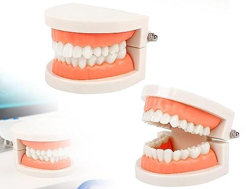 KAPSING Modello di Protesi Dentaria Standard per Dentista, Modello di Dente Giocattolo Realistico, da Utilizzare per Ricerca, Mostre, Iniziative Promozionali