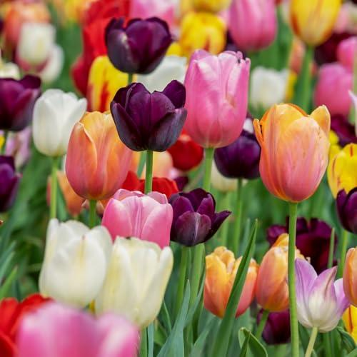 acquaverde | 100 Bulbi di Tulipano Triumph Mix, Tulipani di Prima scelta Olandesi, Fiori Multicolore Profumati per Giardino, Vaso, Fioriera e Aiuola