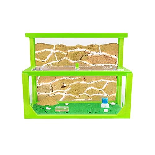 AntHouse - Formicaio Naturale di Sabbia 3D Verde | Kit L (Sandwich + Cassa di Foraggiamento) | Formiche Incluse con Regina