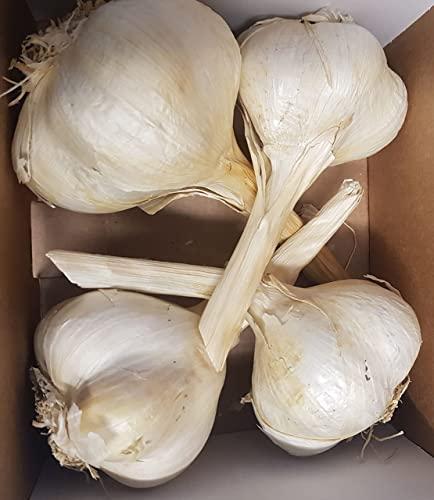 Soc. Agr. I POGGI S.S. Aglione della Val di Chiana ( 4/6 capi - 1 kg ) Italia
