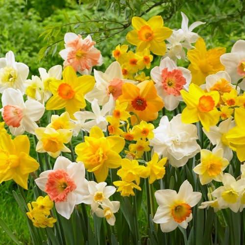 Bulbi Fiori Perenni da Esterno - 50 Bulbi di Narciso Collezione Budget - Piante e fiori esclusivi dall'Olanda - Profumati - per giardino e vaso (non semi, non artificiali)