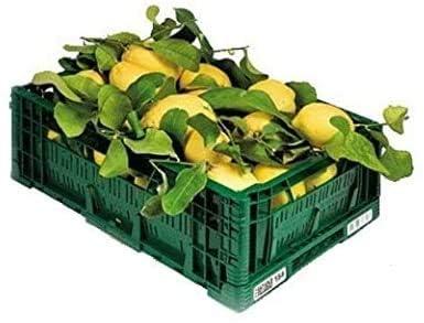 LIMONI NON TRATTATI e GARANTITI BUCCIA EDIBILE - 4,5 KG - CALIBRO MISTO - Giardino Digitale - Prodotti in Calabria - ITALIA