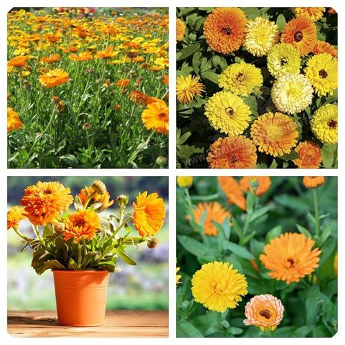 Semi di Calendula officinalis, Fiori Grandi Doppi, per Vaso o Giardino, 200 Semi